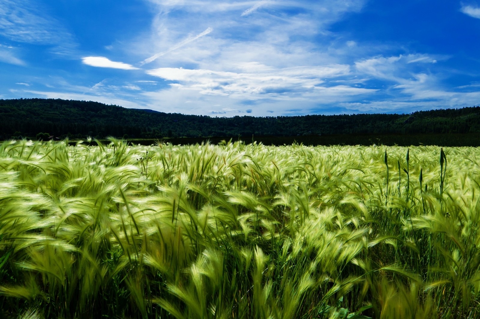 wheat-farming-rural-innovatione