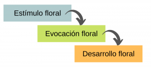 Floración: evocación floral y clasificación de especies - Innovatione