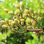 PROFITABLE AND RISING CROPS: PISTACHIO