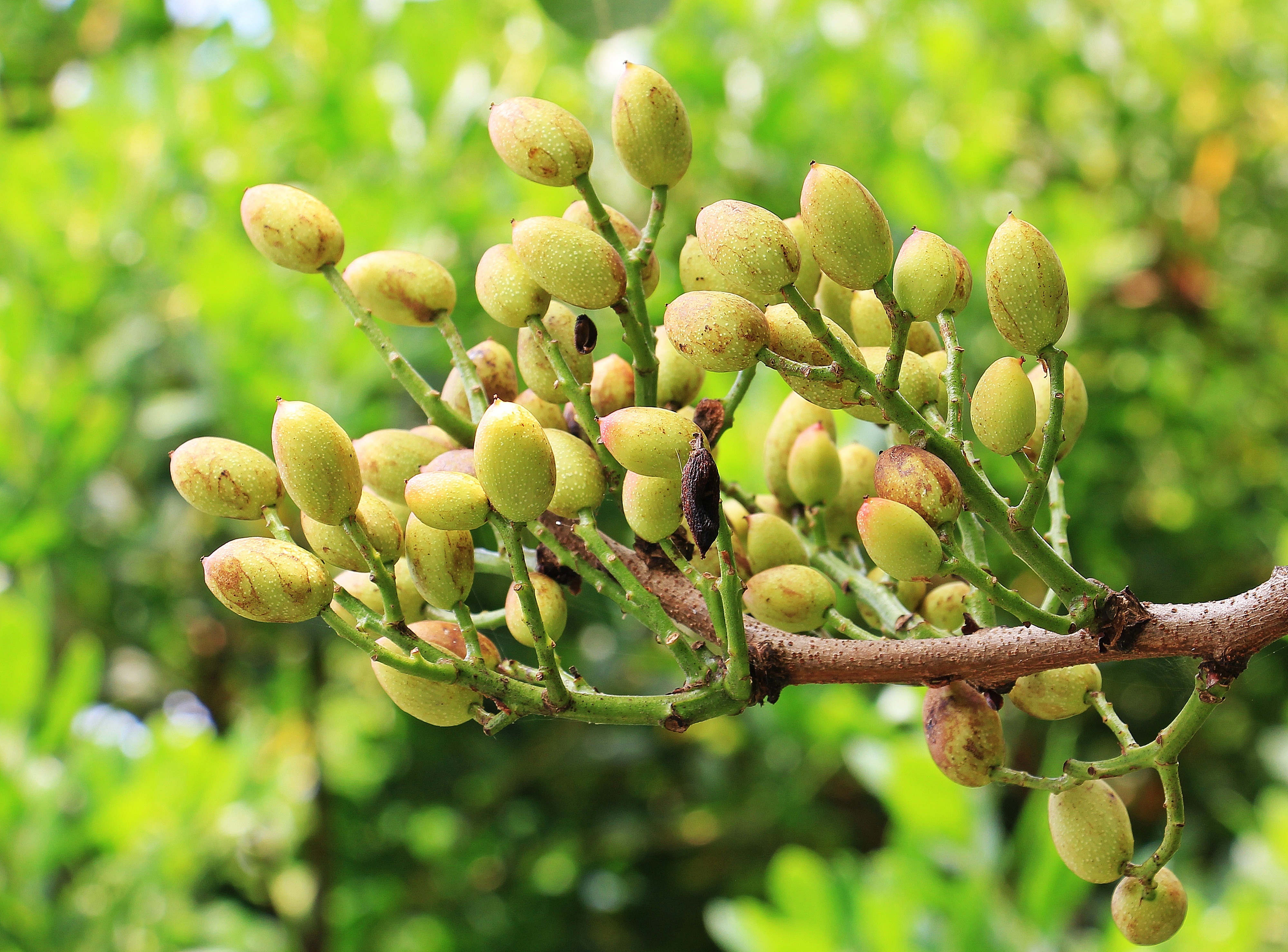 Cultivos rentables y en alza: pistacho - Innovatione
