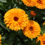 PROFITABLE AND GROWING CROPS: MARIGOLD