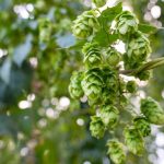 PROFITABLE AND GROWING CROPS: HOPS