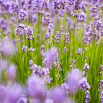 PROFITABLE AND GROWING CROPS: LAVENDER, LAVENDER AND LAVANDIN