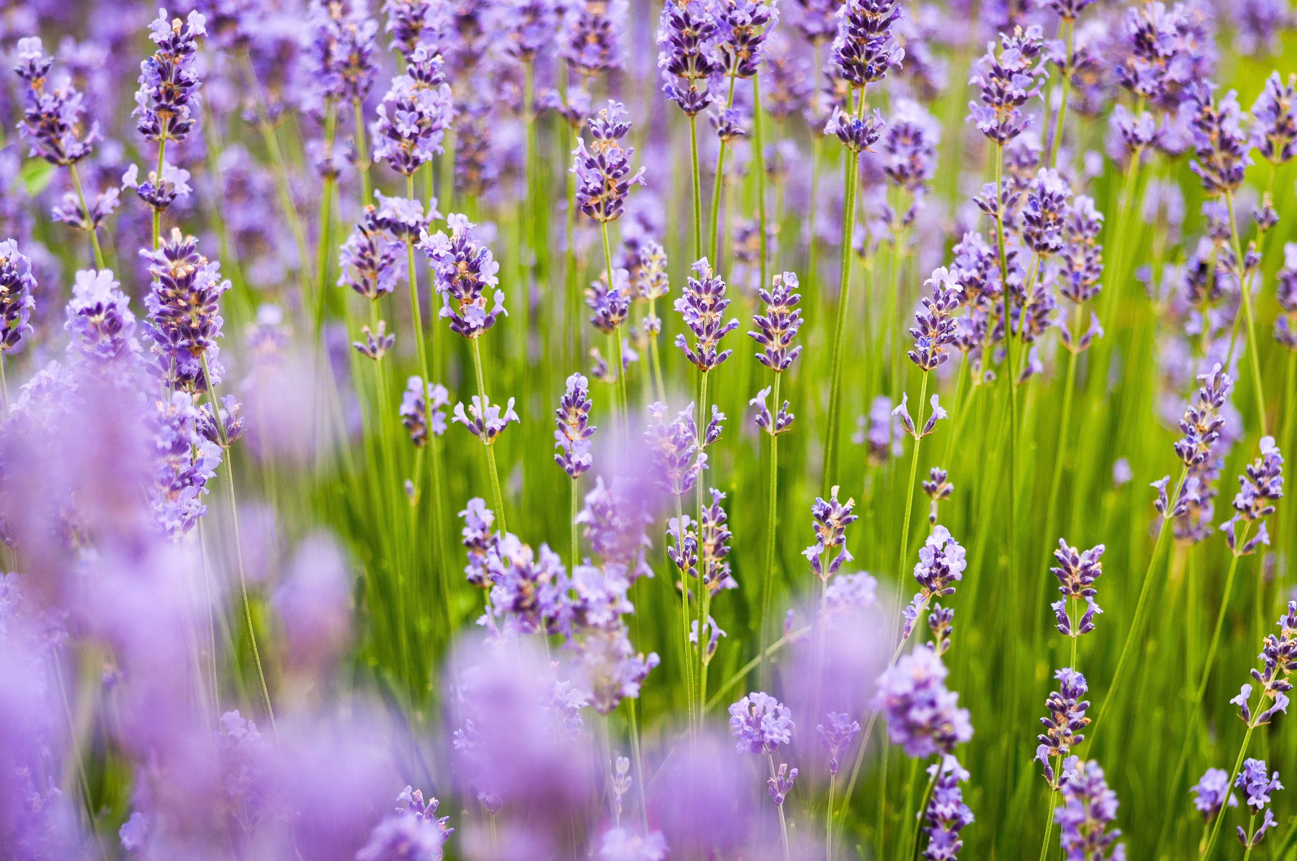 Profitable and growing crops: lavender, lavender and lavandin - Innovatione