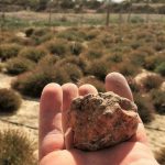 Desert truffle