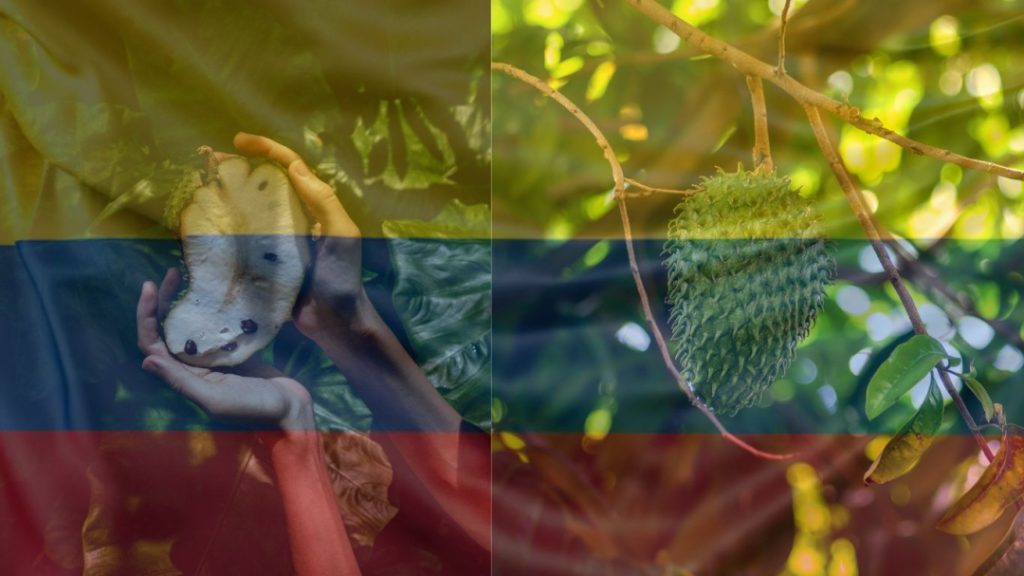 Colombia como referente mundial de guanábana
