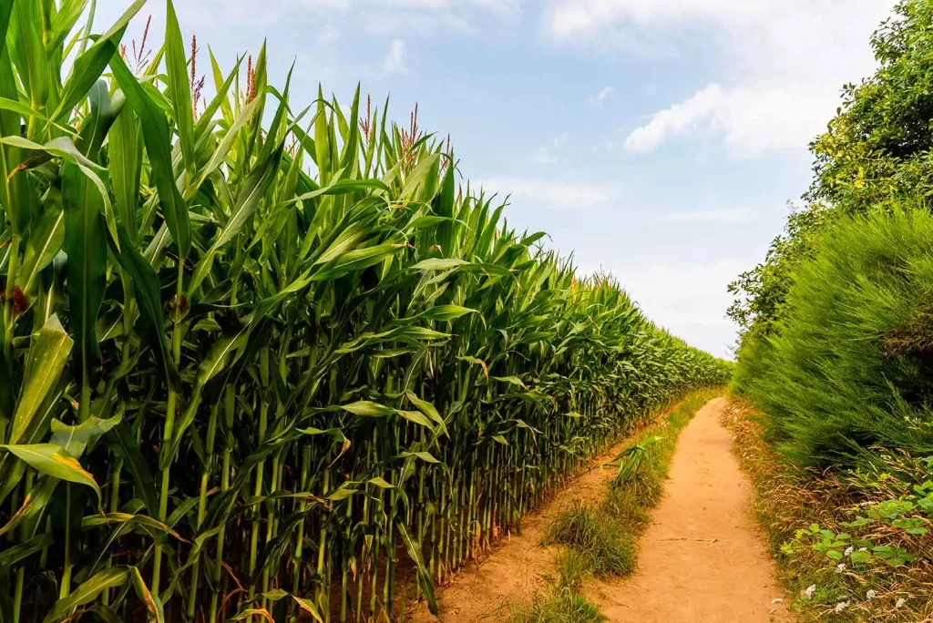 Condiciones para el cultivo del maíz