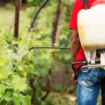 Agricultor aplicando glifosato con mochila pulverizadora en cultivo agrícola