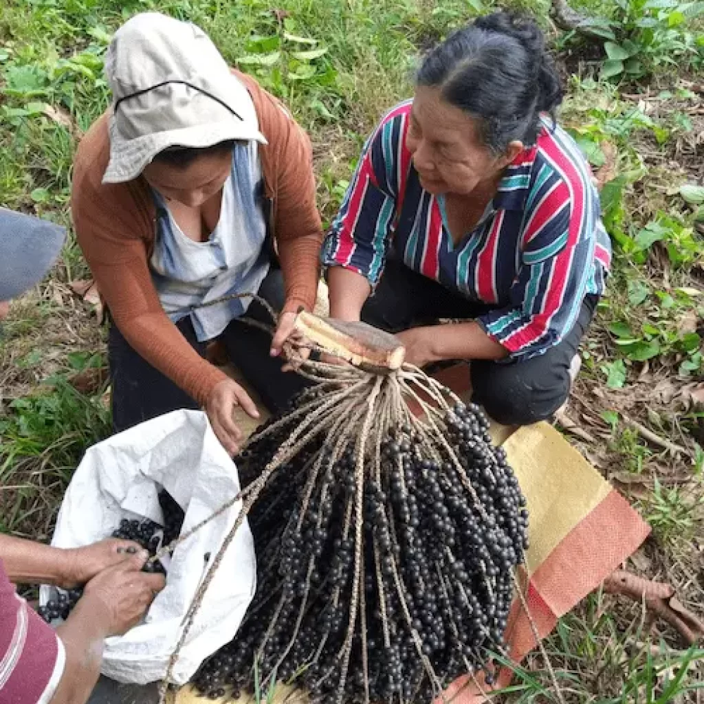 Cosecha manual de frutos de açaí (Euterpe oleracea) en plantación agroforestal