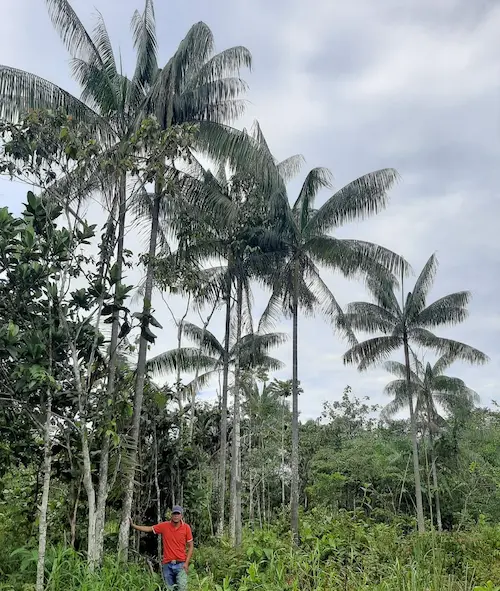 Cultivo de açaí en sistema agroforestal con presencia de palmeras Euterpe oleracea