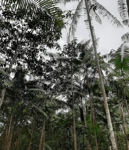Palmeras de açaí (Euterpe oleracea) en cultivo agroforestal de alta densidad