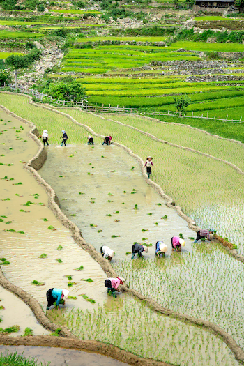 Campesinos trabajando en arrozales en terrazas, agricultura tradicional de China