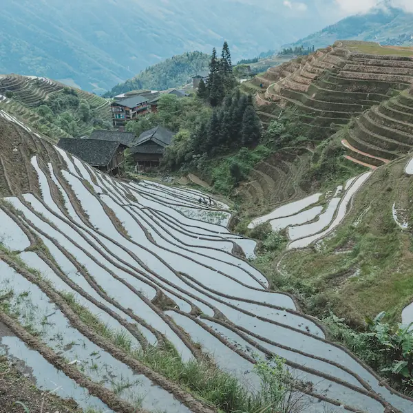 Terrazas de arroz en China, ejemplo de la agricultura intensiva medieval