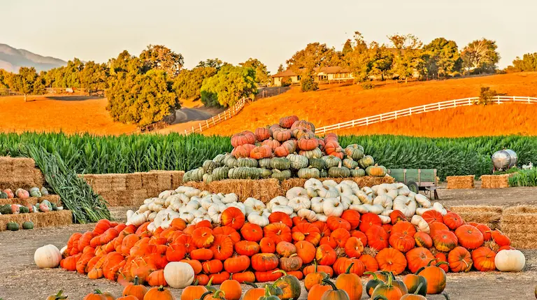 Cosecha de calabazas en un campo agrícola, símbolo de la diversificación de cultivos en la agricultura moderna