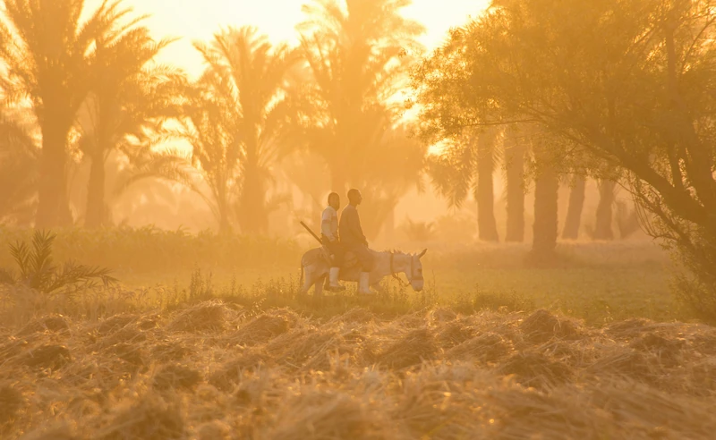 Escena rural en campos agrícolas con palmeras, reflejo de la agricultura en el mundo islámico medieval