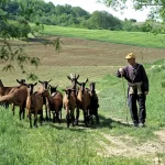 Agricultor caminando con su rebaño de cabras por un campo verde, representando la ganadería sostenible promovida por la Política Agraria Común.