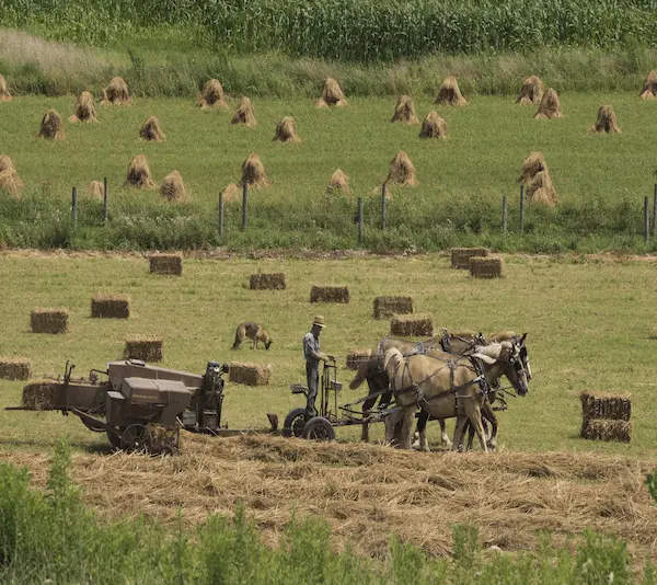 Agricultor trabajando con caballos en un campo de heno, representando los orígenes de la agricultura europea y la evolución de las ayudas de la Política Agraria Común (PAC).
