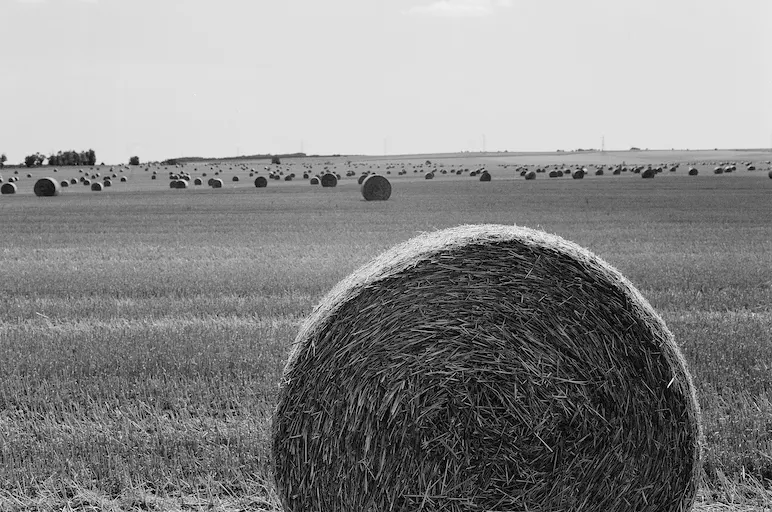 Campo agrícola con pacas de heno distribuidas tras la cosecha, símbolo del trabajo rural y la producción sostenible apoyada por la Política Agraria Común (PAC).