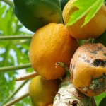 Frutos de papaya en la planta, con ejemplares maduros y signos de daño, ilustrando el cultivo de papaya en España y la importancia del manejo sanitario.