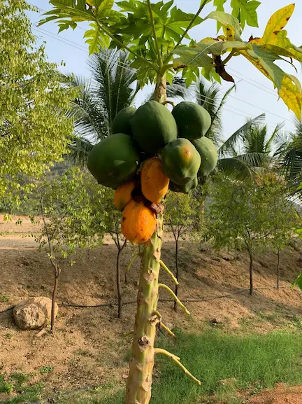 Planta de papaya con frutos verdes y frutos en maduración, mostrando el cultivo de papaya en España y su potencial productivo en climas subtropicales.