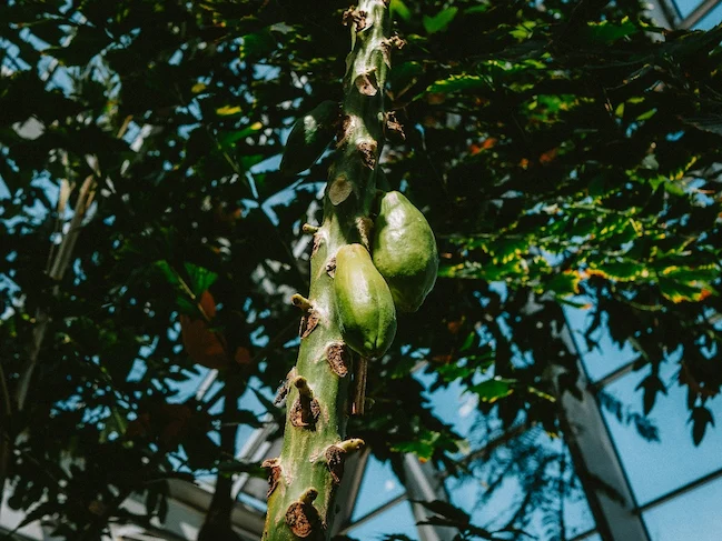 Papayas verdes en la planta dentro de un entorno protegido, ilustrando el cultivo de papaya en España bajo invernadero para mejorar rendimiento y calidad.