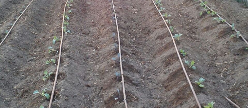 Agricultura Diseño y construcción de invernaderos