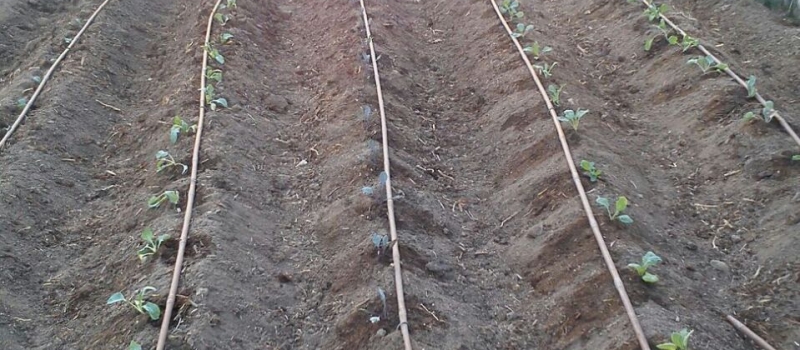 Agricultura Diseño y construcción de invernaderos