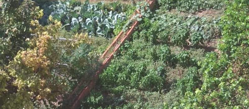 Cultivo Diseño proyectos agricultura