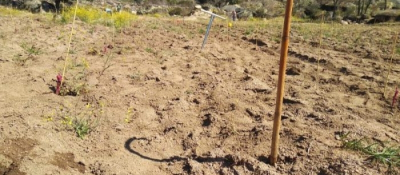 Proyectos de agricultura Proyectos de agricultura