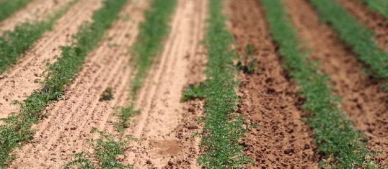 Agricultura Diseño de modelos de cultivo