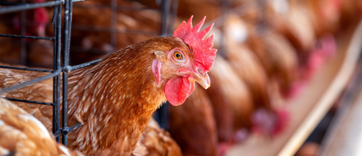Producción de la gallinaza - Innovatione